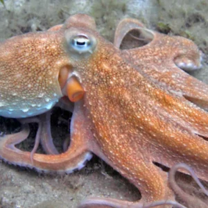 Fresh Common Octopus – Tender, Wild-Caught