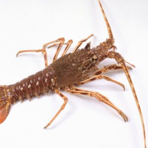 Spiny Lobster (Rock Lobster)