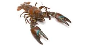 Premium Signal Crayfish (Pacifastacus leniusculus)