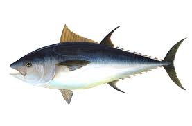 Fresh Bluefin Tuna