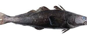 Chilean Sea Bass (Patagonian Toothfish)